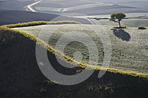 Countryside landscape with a solitary tree