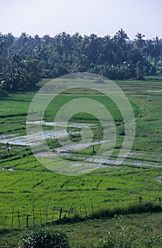Countryside landscape, Sri Lanka