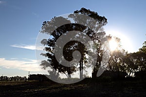 Countryside landscape. In Argentina, near Junin town. photo