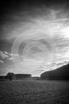 Countryside landscape with trees and clouds, black and white