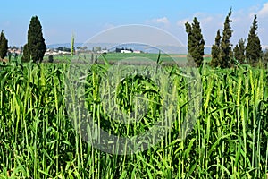 Countryside landscape with a view of the Jezreel Valley, Lower Galilee, Israel