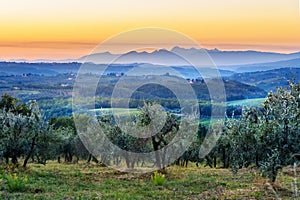 Countryside landscape, Vineyard in Chianti region at sunset. Tuscany. Italy