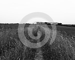 Countryside landscape with wheats and trees