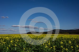 A countryside landscape with yellow canola field, blue sky with copyspace.
