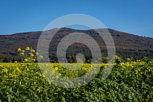 A countryside landscape with yellow canola field and Sleza mountain, Poland.