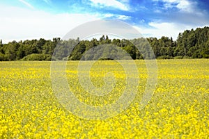 Countryside landscape. Yellow meadow by a green woods on a sunny day