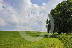 Countryside landskape field and tree