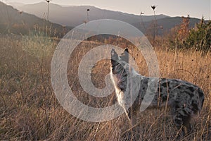 Shepherd dog in the hills looking away in a scenic  sunset light photo