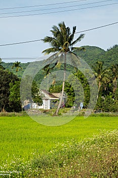 Countryside living: small white house under the palm tree with rice field round. Romantic picture of asian life style