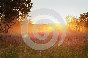 Countryside meadow in beautiful sunset