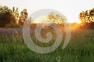 Countryside meadow in beautiful sunset