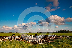 Countryside with meadow and cows