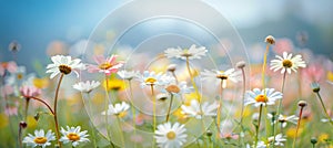 Countryside meadow with daisies and dandelions under morning light on blue sky for text overlay