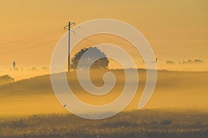 Countryside misty fields at dawn time, birds flying