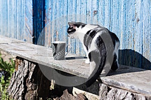 In the countryside, a mongrel cat plays outside the house and sniffs a cup of tea