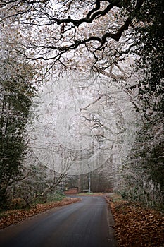 Countryside narrow road with white winter trees and crisp fallen leaves