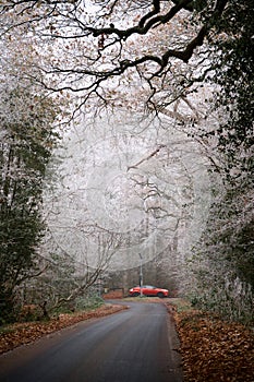 Countryside narrow road with white winter trees and crisp fallen leaves; motion blur red car in distance