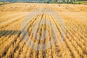 Countryside natural landscape. Haystacks in autumn field. Wheat yellow golden harvest in summer. Hay bale