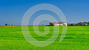 Countryside near Vercelli, Italy, at summer