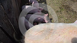 Countryside organic pigs farm. Sow and piglets - view from above