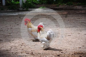Countryside pair of hen and cock