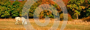 Countryside panorama with a white horse in a meadow