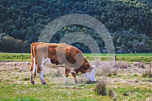 Countryside in Paradise, near Queenstown, South Island, New Zealand