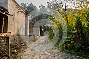 Countryside path in flowering spring