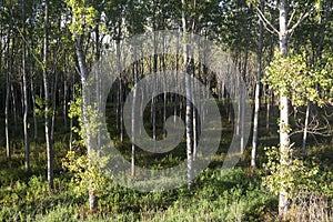 Countryside of Pavia (Italy): poplars