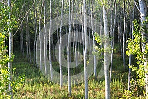 Countryside of Pavia (Italy): poplars