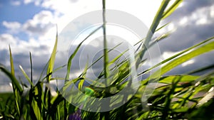 Countryside with plants and sun