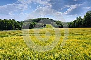 Countryside in Poland - barley fields