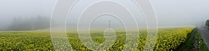 Countryside Rapeseed Flower Field druing fog Panorama