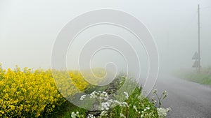 Countryside Rapeseed Flower Field during fog