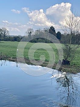 Countryside rive with white swan