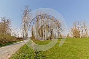 Countryside road along green meadows with trees in the flemish countyside