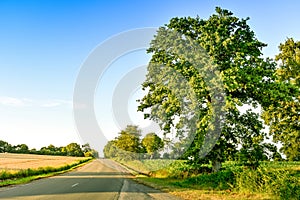 Countryside road between farmlands, meadows and big trees, at sunset. French Brittany