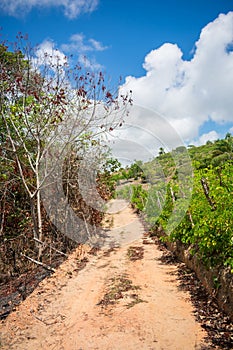 Countryside road on Itamaraca Island - Pernambuco, Brazil