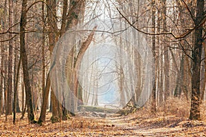 Countryside Road Lane Path Walkway Through Oak Autumn Forest