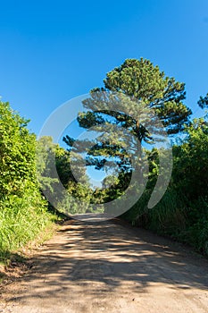 Countryside road with a pine tree in Tres Coroas - Rio Grande do Sul state, Brazil