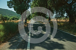 Countryside road shaded by trees alongside