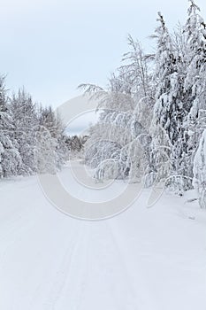 Countryside road with snow-covered trees