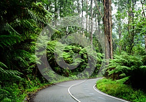 Countryside road in spring