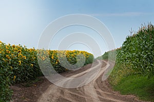 Countryside road with tyre tracks between fields of sunflower and maize corn blooming on a sunny summer day