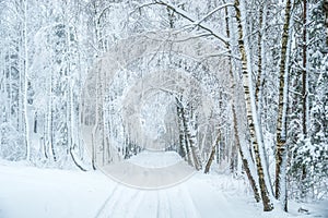 Landscape road in winter, frozen covered with snow birch trees