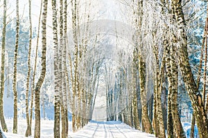 Landscape road in winter, frozen birch trees