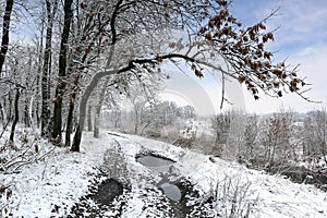 countryside road in winter forest