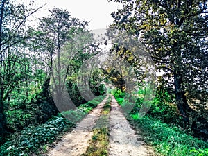 Countryside rural forest path. Scenic view of trail receding through forest.