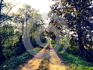 Countryside rural forest path. Scenic view of trail receding through forest.