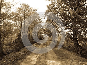 Countryside rural forest path. Scenic view of trail receding through forest.